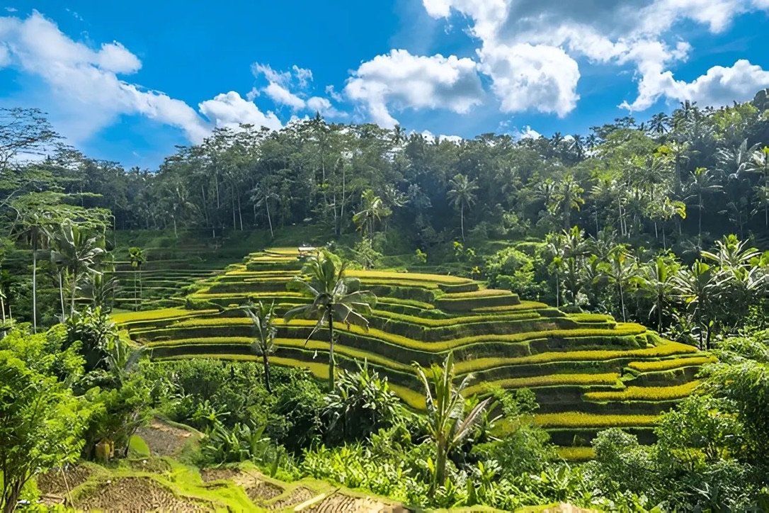 Ubud Tour Bali Rice Terrace