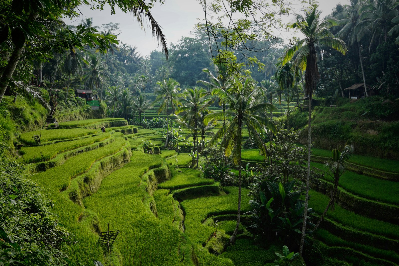 Ubud Tour Bali