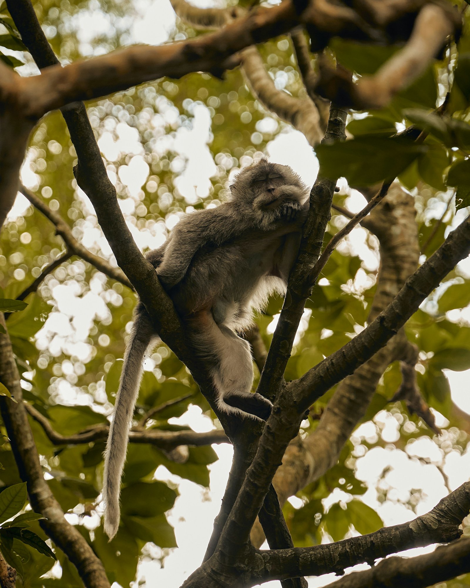 Ubud Monkey Forest